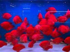 -青石桥花鸟鱼虫市场(叠翠城店)