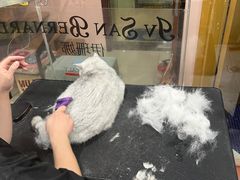 -车接车送·寄养洗护·德文猫舍(大宁店)