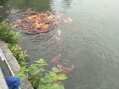 -西湖外事游船(花港观鱼码头)