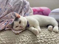 -宠颐生宠物医院·心肾内科·猫专科诊疗中心宠巢店