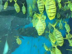 iphone_upload_pic-福州罗源湾海洋世界旅游区