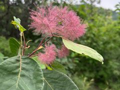 -北京西山国家森林公园