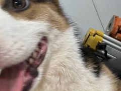 -翊宠yipet猫狗购宠庄园犬舍•猫舍