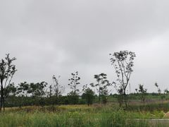 -合肥滨湖国家森林公园