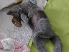 -佳怡动物医院·平价24小时·猫专科骨外科