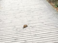 -帽儿山国家森林公园