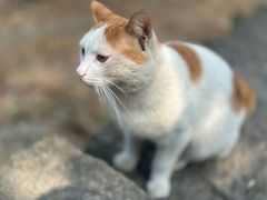 -灵顺寺