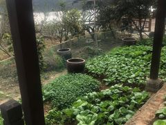 -大塘金香草谷