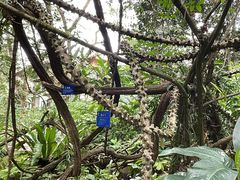 -中国科学院西双版纳热带植物园