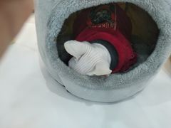 -糯米喵星人·撸猫猫舍咖啡馆(西市场嘉华店)