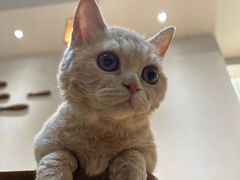 -猫小主咖啡·猫咖cat cafe(福田店)