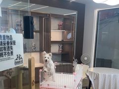 -翊宠yipet猫狗购宠庄园犬舍•猫舍