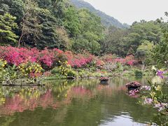 -深圳仙湖植物园