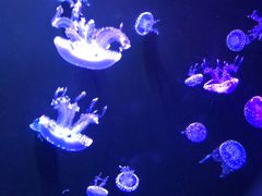 -成都浩海立方海洋公园