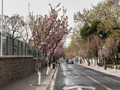 -八大关景区
