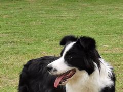 -趣多多宠物公园·宠物训犬学校·宠物寄养