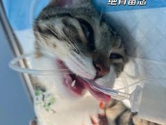 -良伴无忧宠物医院(泰欣嘉园店)