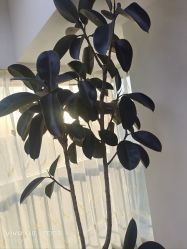 -HEYAN荷妍专业脱毛连锁机构
