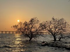 -宝安西湾红树林湿地公园