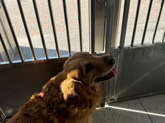 -A猫a狗全科·犬猫异宠·芥西宠物医院(南开总院)