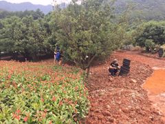 -逸廊大堂吧-下午茶·简餐-千岛湖自由洲际殿