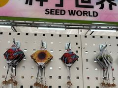 -荷兰花海