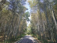 -冶父山国家森林公园