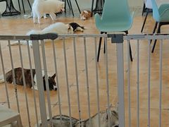 -Let's go狗咖·猫咖·奶狗·桌游(春熙路IFS店)