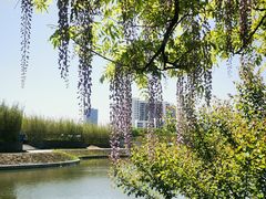 -嘉定紫藤园