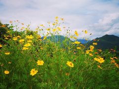 -黄色小屋