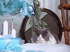 -超宠爱宠物摄影-Super pet