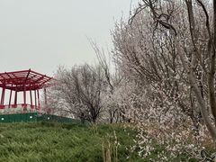 -大望京公园