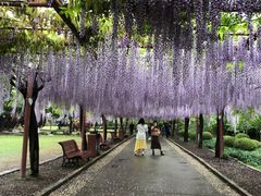 -嘉定紫藤园