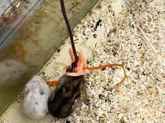 -怪兽屋·羊驼·猫咖·狗咖(俊华广场店)