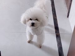 -萌宠之家·腊肠犬·马尔泰·小体犬舍