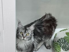 -青奢宠物·青奢猫舍