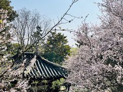 -红梅公园