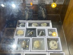 -Behring World of Animals(上海自然博物馆店)