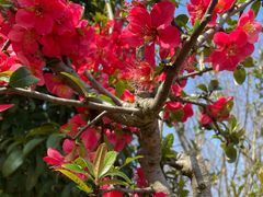 -武汉紫薇都市田园