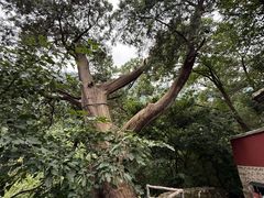 -北京上方山国家森林公园