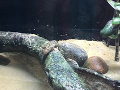 -悉尼海洋生物水族馆