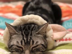 -极木²邸 人与宠物·互动社区