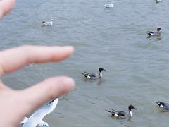 -深圳湾公园(南山区)
