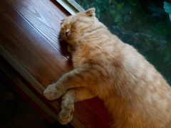 宠物-咖法森林·咖啡  酒吧(天河店)