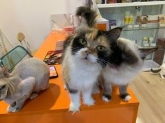 -Bastet sally猫舍购宠(静安店)