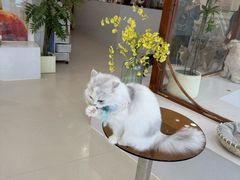 -共舞时光猫咖·狗咖(新街口店)