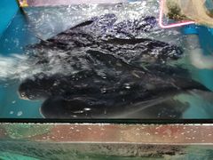 -全乐鱼馆·淳牌有机鱼直营店