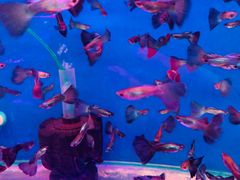 -山东柏宁水族批发广场