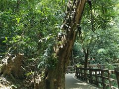 -广州市流溪河国家森林公园