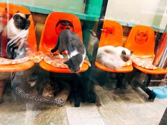 -猫咪博物馆(顶澳仔猫街店)